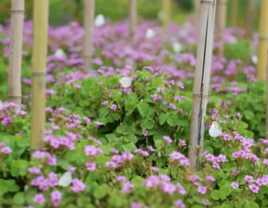 Pink wood sorrel flowers growing between bamboo stakes
